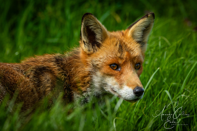 Acute Foxiness in the long grass..