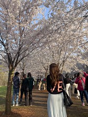 4.27.24 Cherry Blossom ud83cudf38