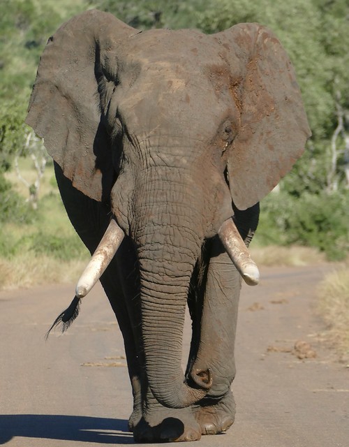 Savanna Elephant (Loxodonta africana) bull blocking the road ......