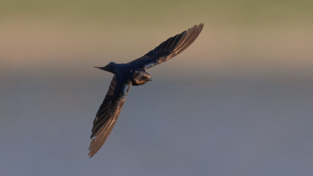 A Barn Swallow in flight over a lake