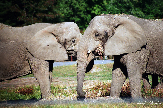 African Elephants.