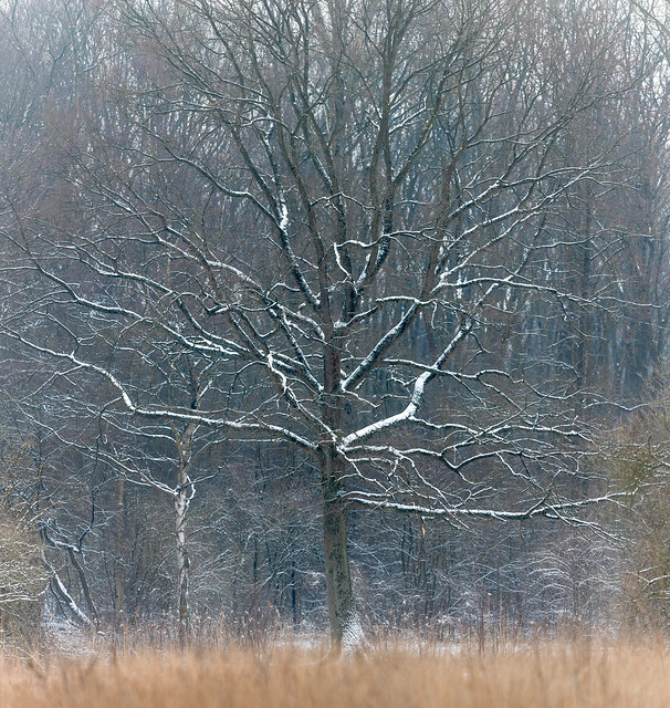 Eiche im Winter - Oak in winter