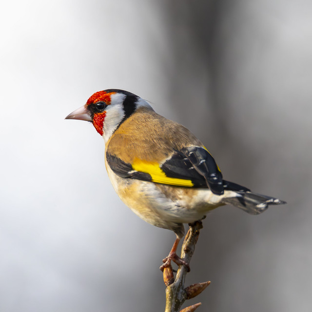 Steglitsen poserar - The goldfinch is posing