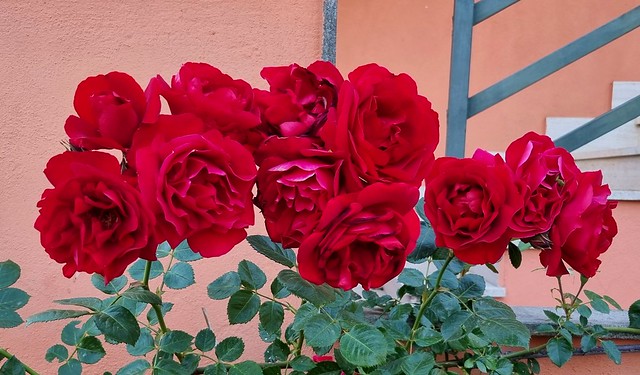 My red roses