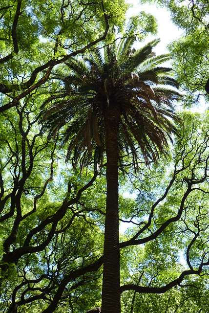 Palm Tree in Buenos Aires