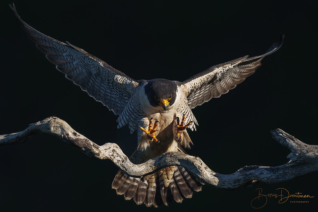 Landing at first light (peregrine falcon)