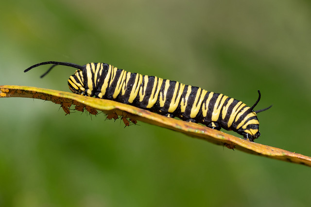 Oruga de mariposa Monarca