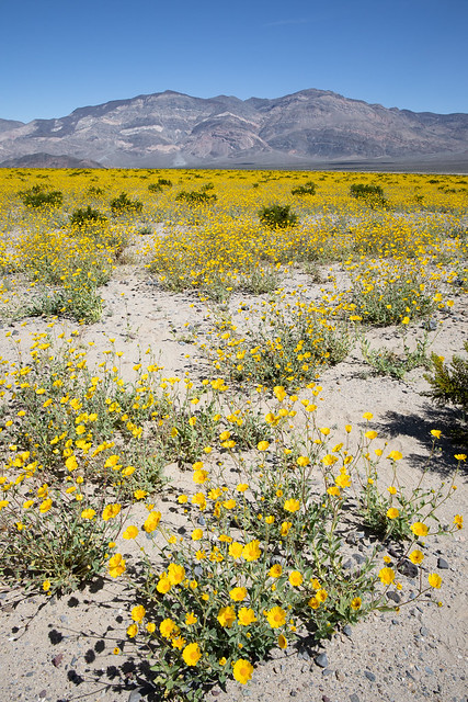 Panamint Valley Wild Flowers