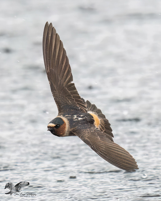 Cliff Swallow Banking