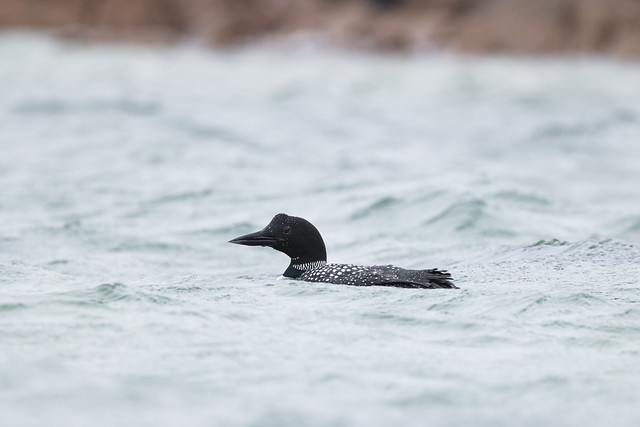 Great northern diver Gavia immer