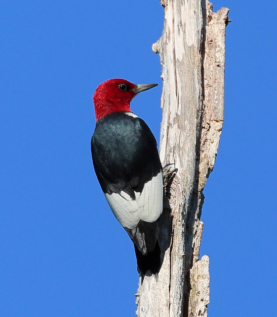 Red-headed Woodpecker3