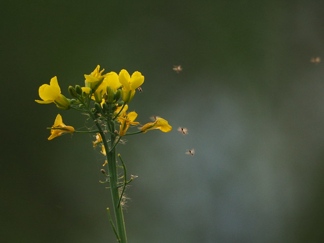 insects flying around a flower
