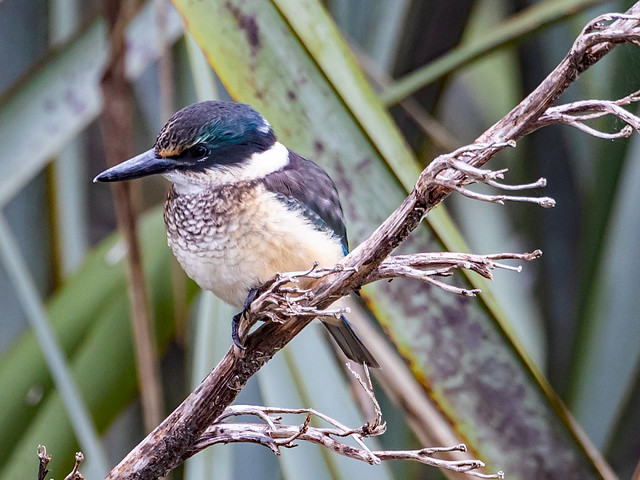 New Zealand Kingfisher, West Coast, NZ