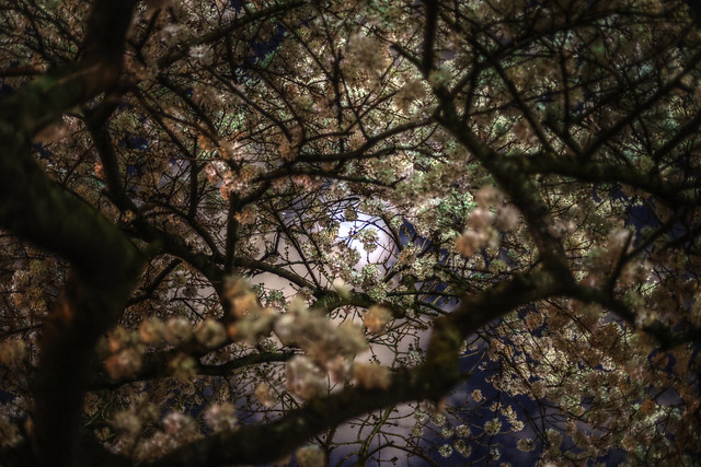 Moonlight Blossoms