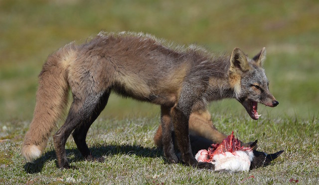 Newfoundland Fox