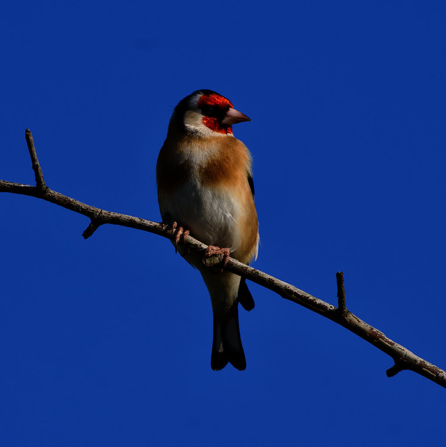 Goldfinch - Thames Path (NE Extension) Tower Hamlets