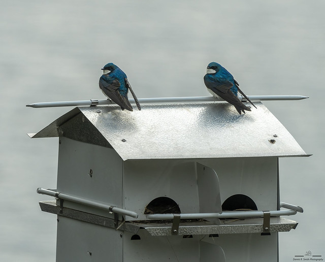 Two Tree Swallows on a Birdhouse