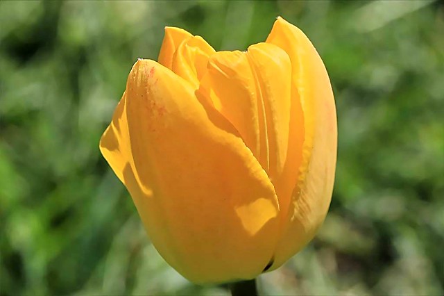 2024 Yellow Tulip 001