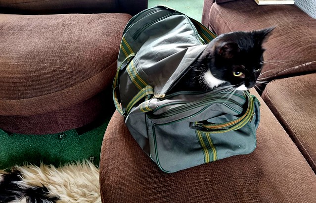 Letting the Cat out of the Bag! Little Lewis doing what Cats do!