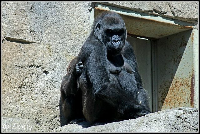 Madrid Zoo - Western Lowland Gorilla