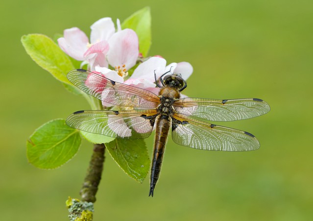 Four-spotted Chaser on Apple blossom.