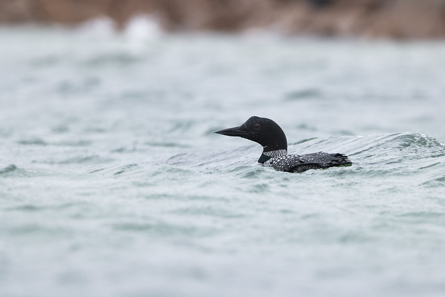 Great northern diver Gavia immer