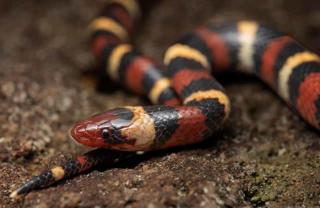 Scarlet Kingsnake 2nd of the year