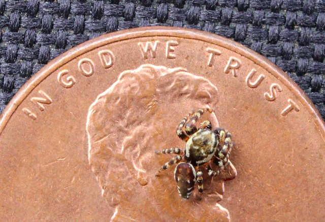 In God we trust - Pelegrina galathea (peppered jumping spider)