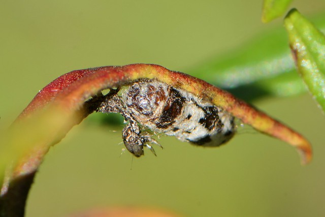 Campoplegine wasp cocoon and caterpillar