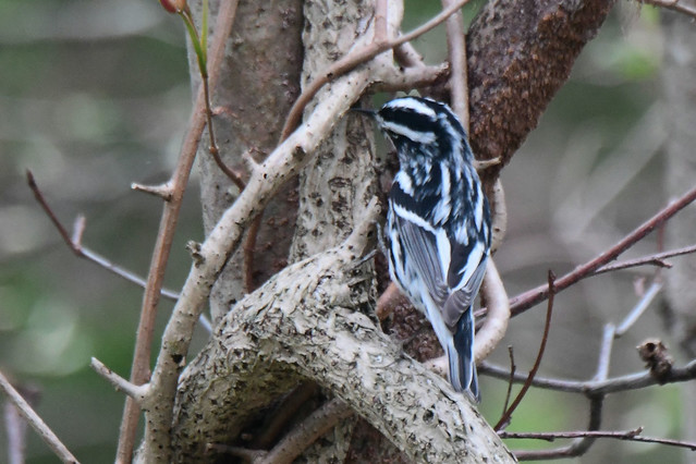 Black and white warbler, really cool looking bird.
