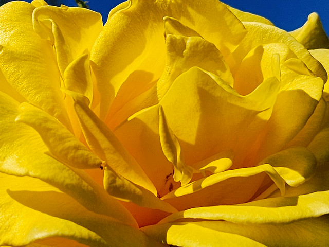Our yellow rose