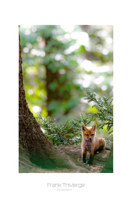 Little fox cub, cute.