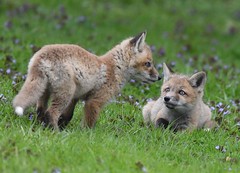Red Fox kits