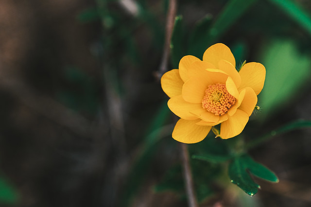little yellow wildflower