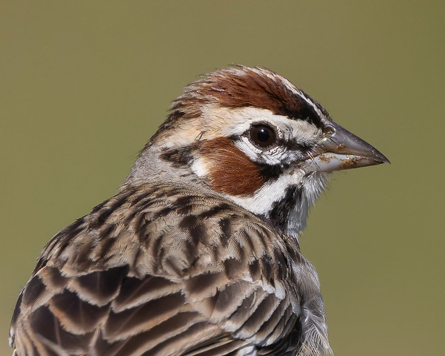 Lark Sparrow---Chondestes grammacus
