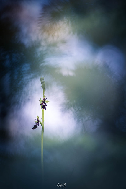 En harmonie [ Ophrys mouche ]