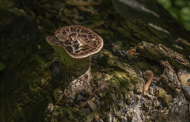 Young Dryad's Saddle