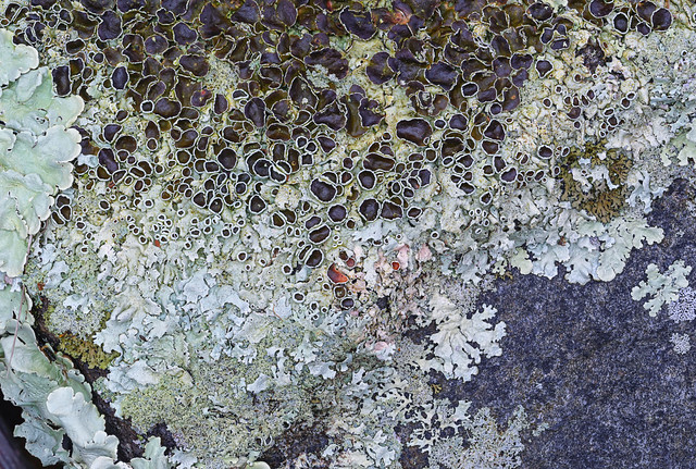 lichen group-2