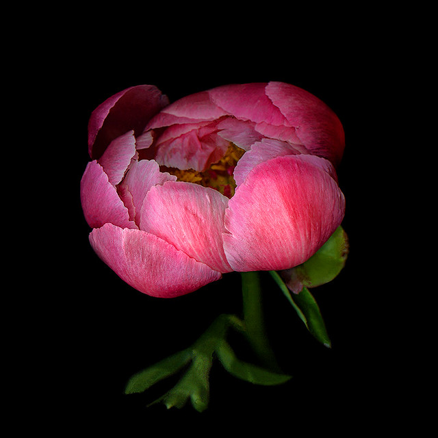 PRETTY in PINK... PEONY