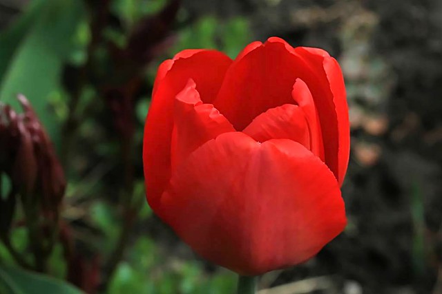2024 Red Tulip 002