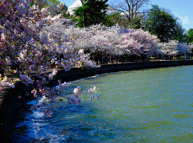 Cherry Blossoms at the lake in Washington, DC