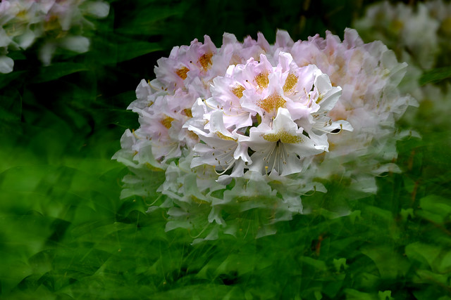 Rhododendron Burst