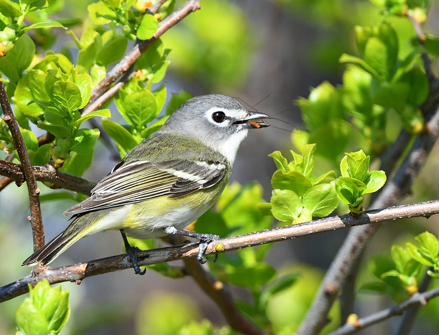Blue-headed Vireo With Insect