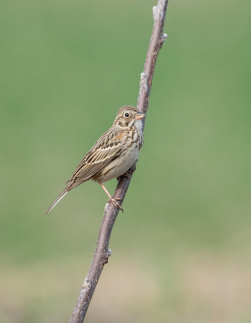 Vesper sparrow.