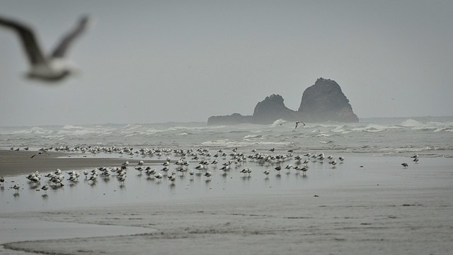 Gloomy Day at Roosevelt Beach, Washington