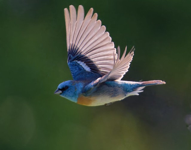 Lazuli bunting fly by