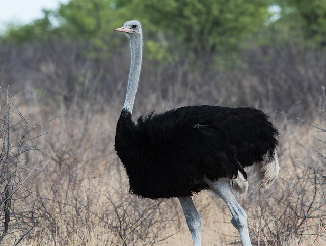 Ostrich, Etosha Park