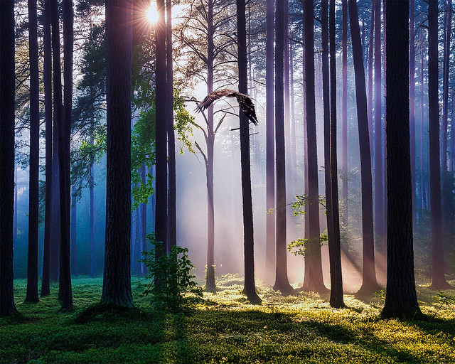 Forest Morning