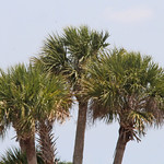 Cabbage Palm (Sabal palmetto) Tosohatchee WMA, Orange County, FL, April 2024.  Bioblitz - City Nature Challenge.