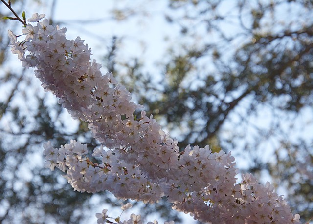 Cherry Blossoms, Kariya Park, 3620 Kariya Drive, Mississauga, Peel, ON